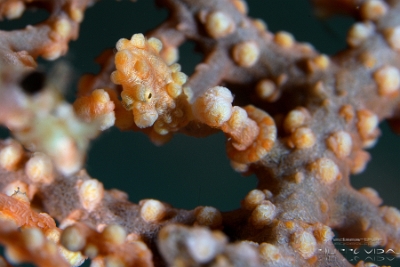 Philippines 2023 - Anilao - DSC07265 Pygmy seahorse  Hippocampe pygmee  Hippocampus bargibanti
